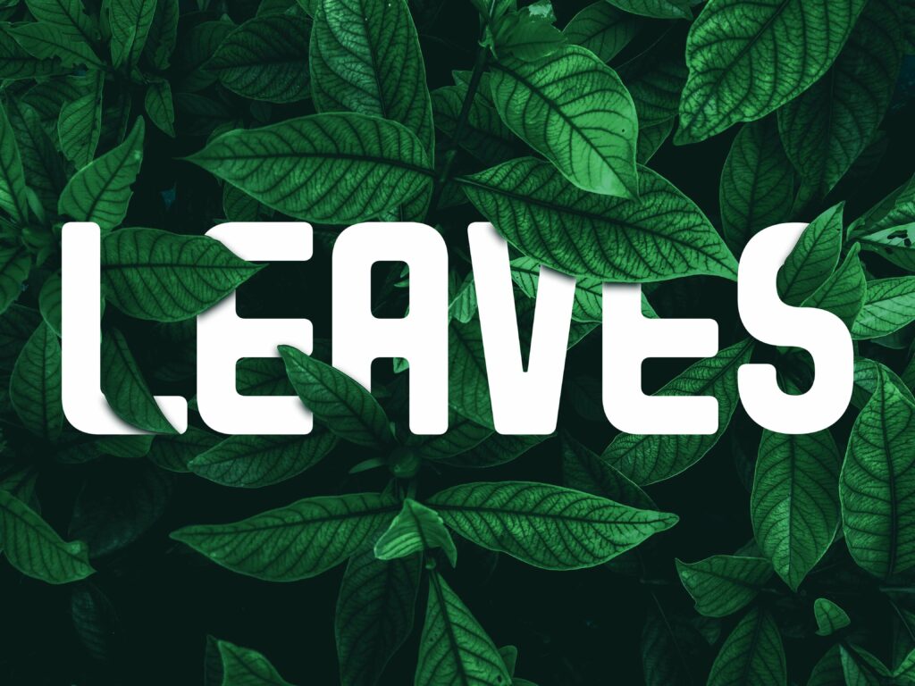 Text Effect in Photoshop - Leaves Text Effect - Simple Tutorial - Mypstips