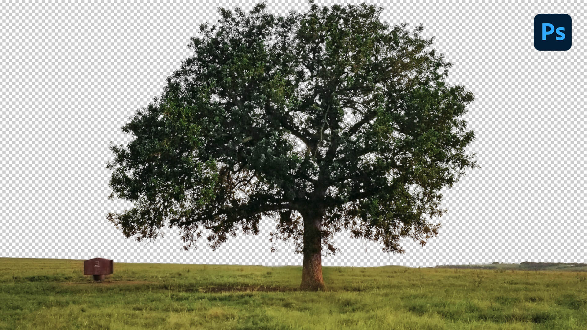 How to Cut Out Trees in Photoshop