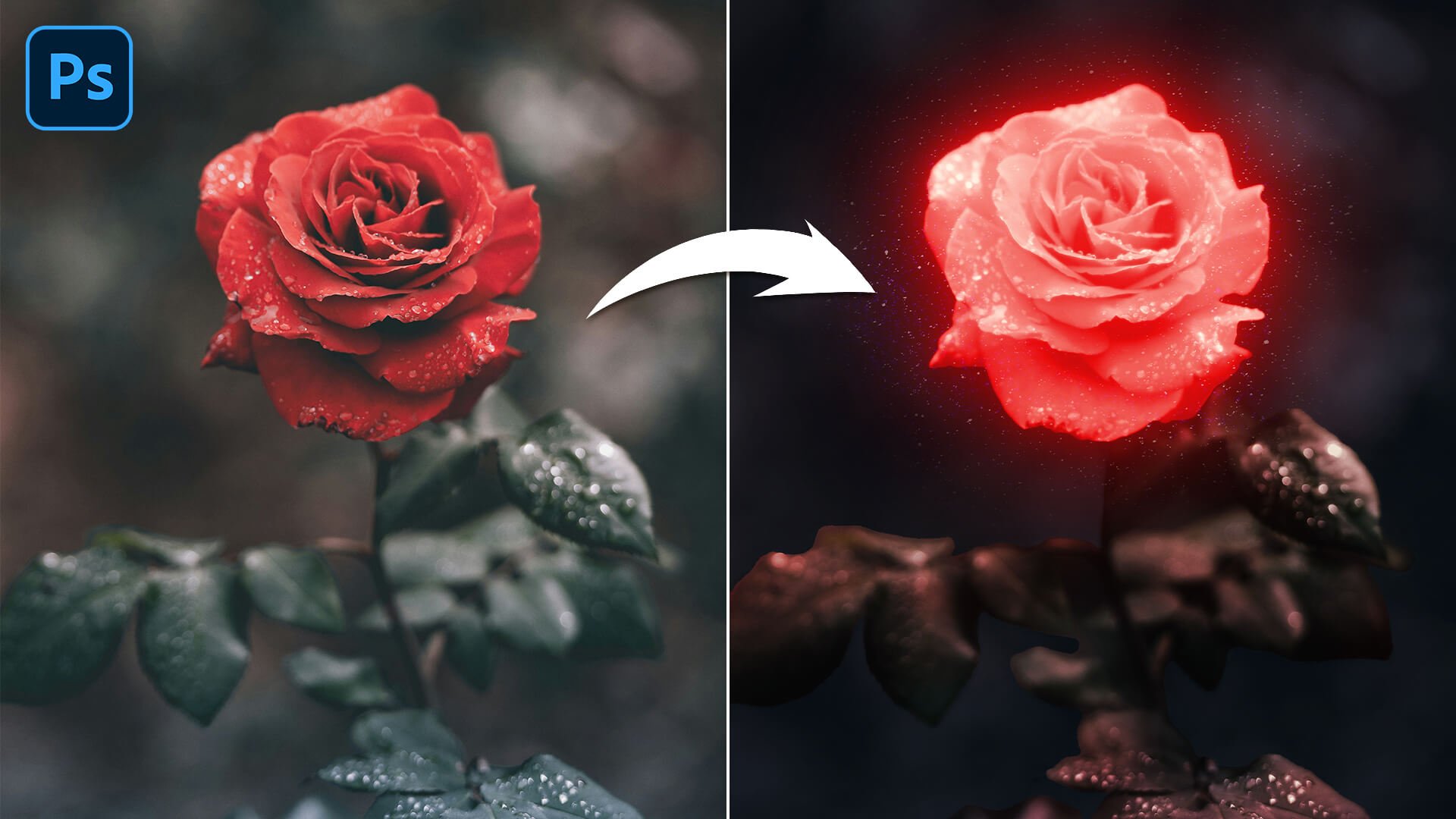 How to Glow a Rose using Photoshop